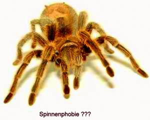 spinne