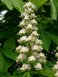 White Chestnut